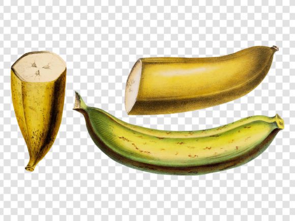 Download Botanical Banana Illustration - Illustration Collection