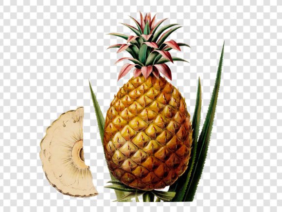 Download Botanical Pineapple Illustration - Illustration Collection