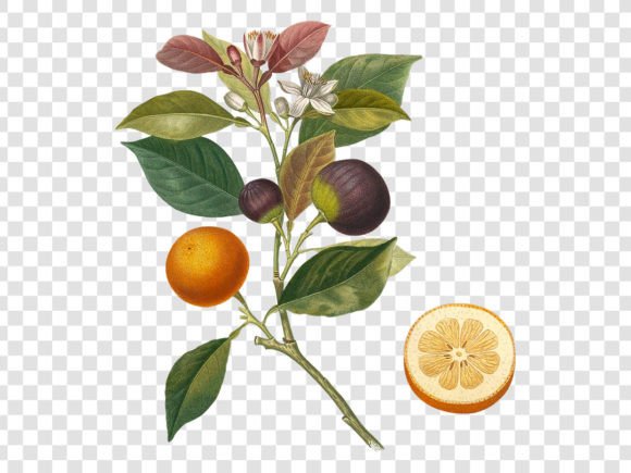 Download Botanical Orange Illustration - Illustration Collection
